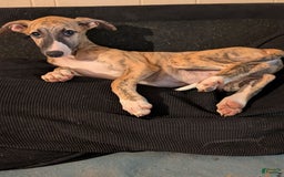 Whippet dogs for sale: Billy - Image 4