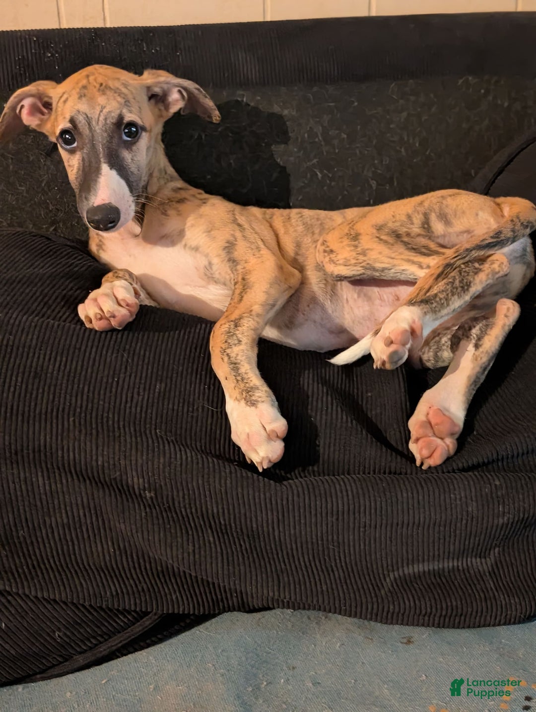 Whippet dogs for sale: Billy - Image 4
