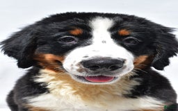 Bernese Mountain Dog dogs for sale: Kiwi - Image 2