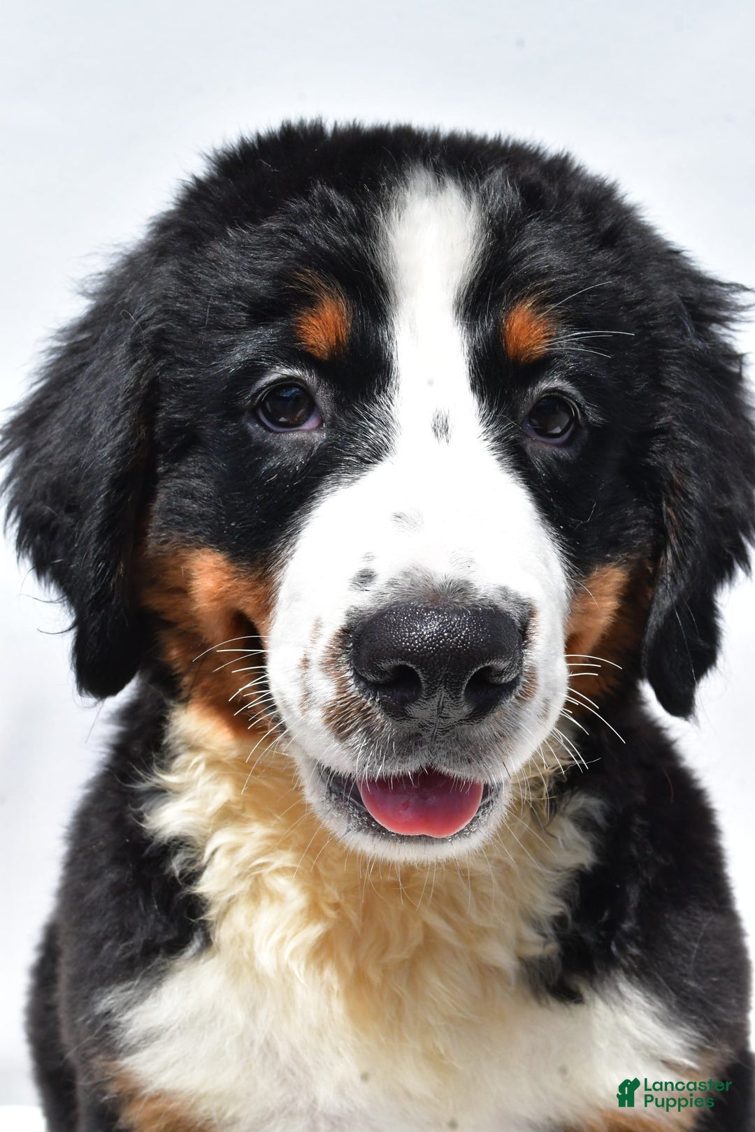 Bernese Mountain Dog dogs for sale: Kiwi - Image 2