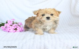Morkie dogs for sale: Moses - Image 4