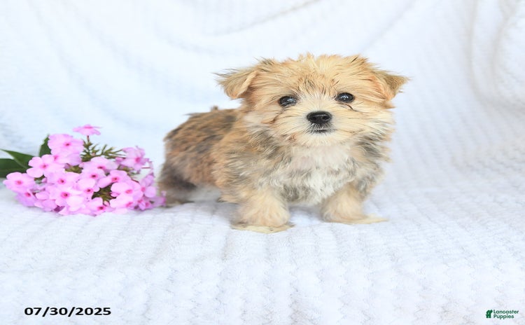 Morkie dogs for sale - Ad 3