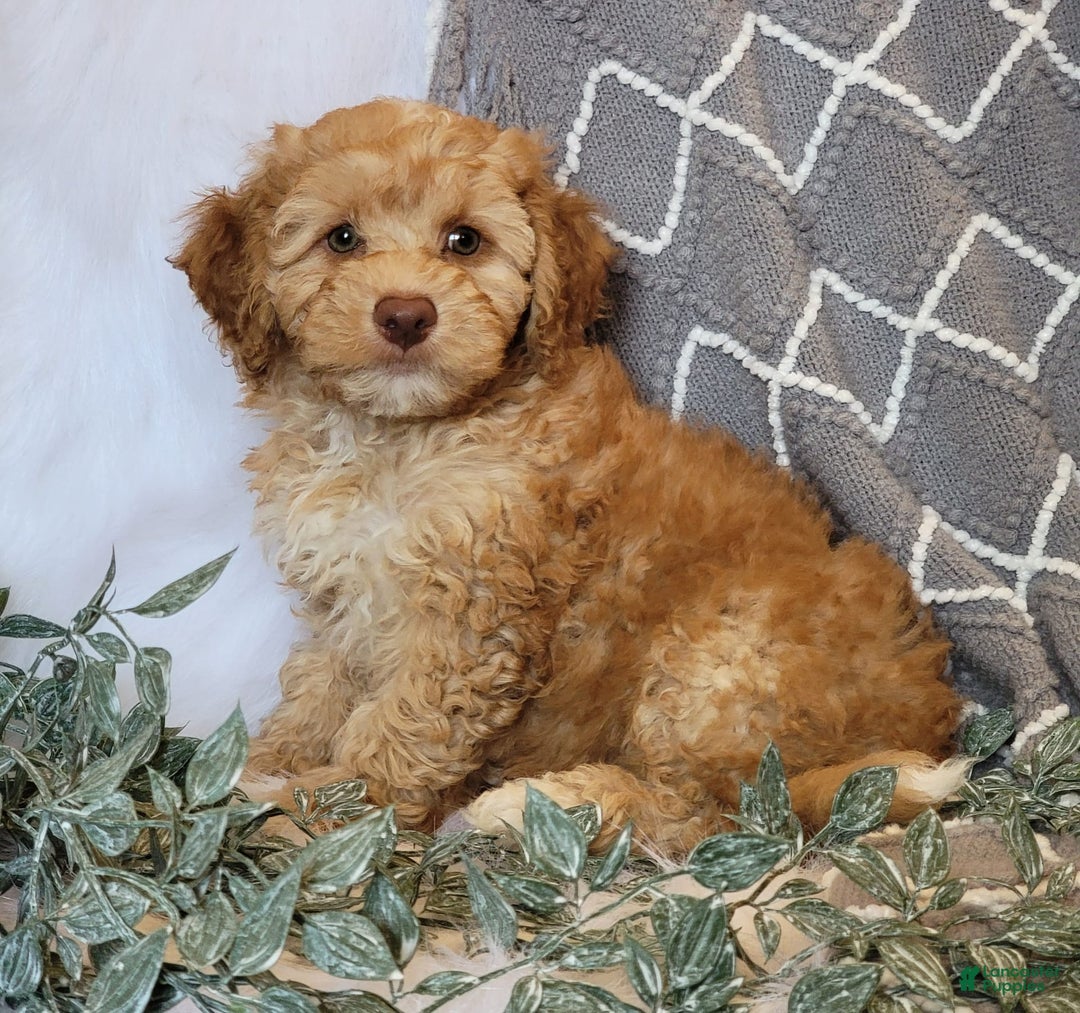 Cockapoo dogs for sale: Linclon - Image 4