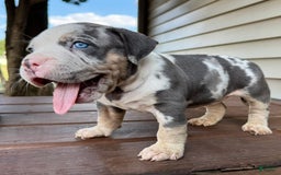 American Bully dogs for sale: Ramona - Image 2