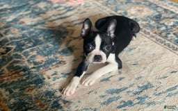 Boston Terrier dogs for sale: Seraphine - Image 6