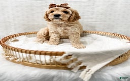 Cavapoo dogs for sale: Jackie - Image 7