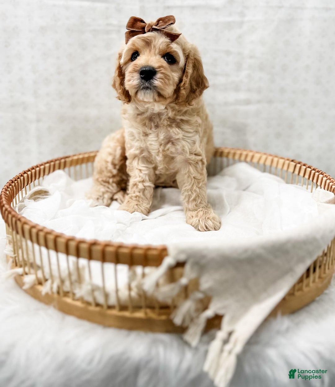 Cavapoo dogs for sale: Jackie - Image 7