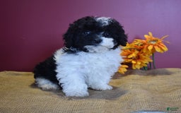 Cavapoo dogs for sale: Jasmine - Image 10