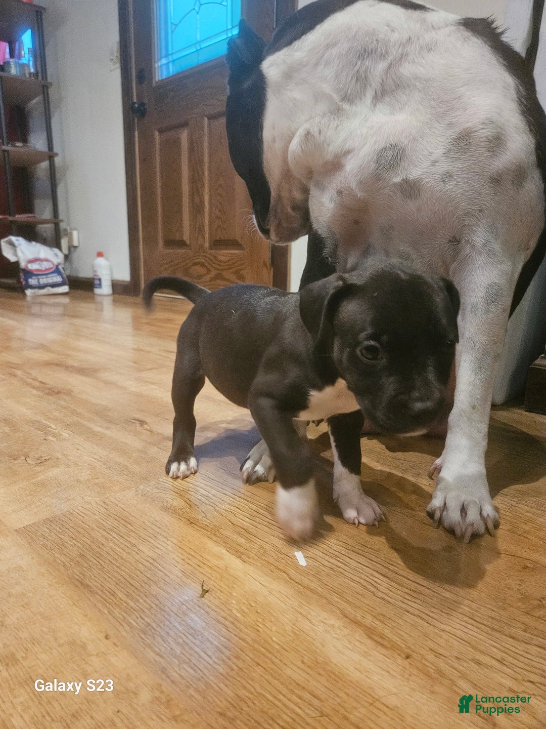American Bully dogs for sale: Princess - Image 4