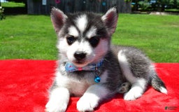 Pomsky dogs for sale: Cole - Image 6