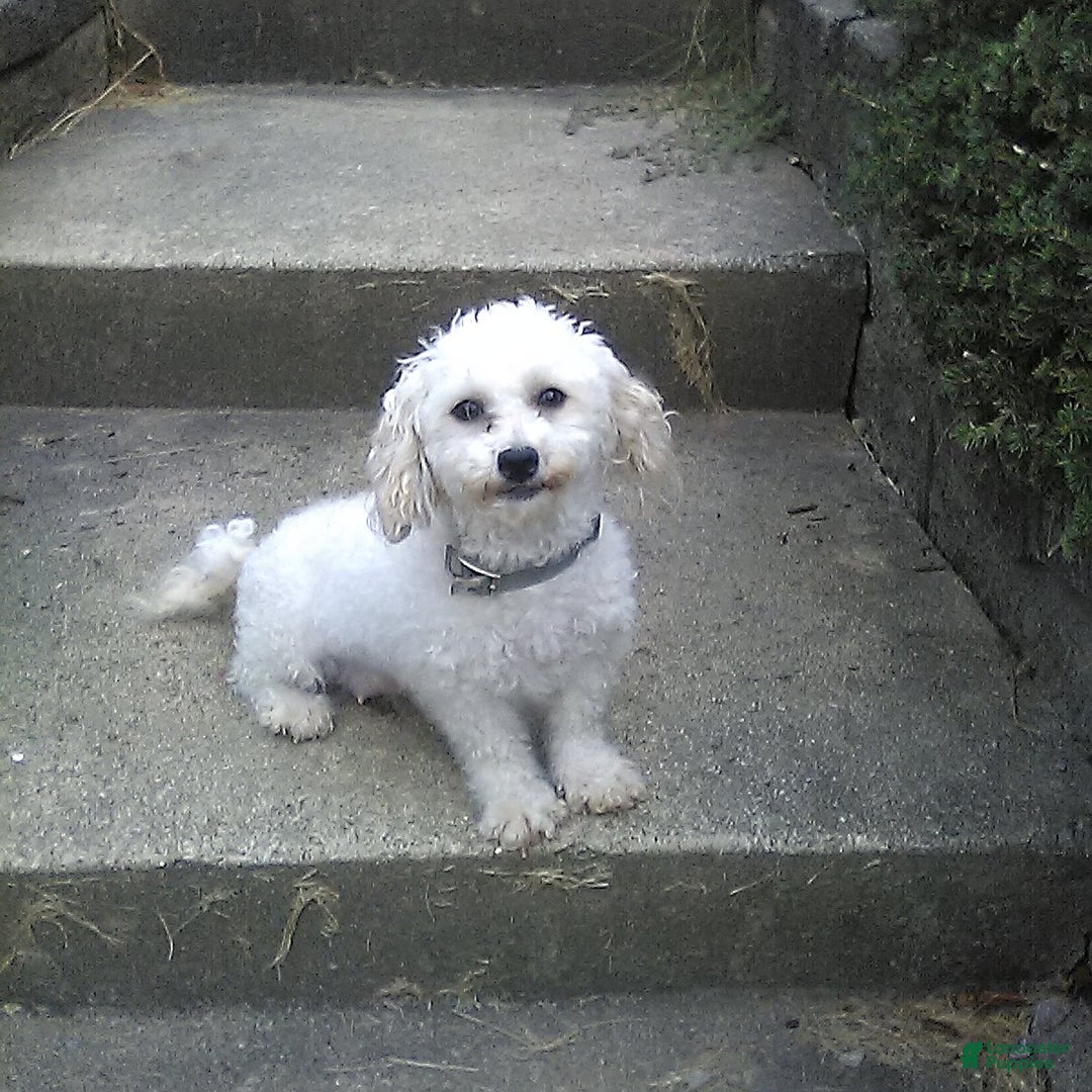 Toy Poodle dogs for sale: Captain - Image 5