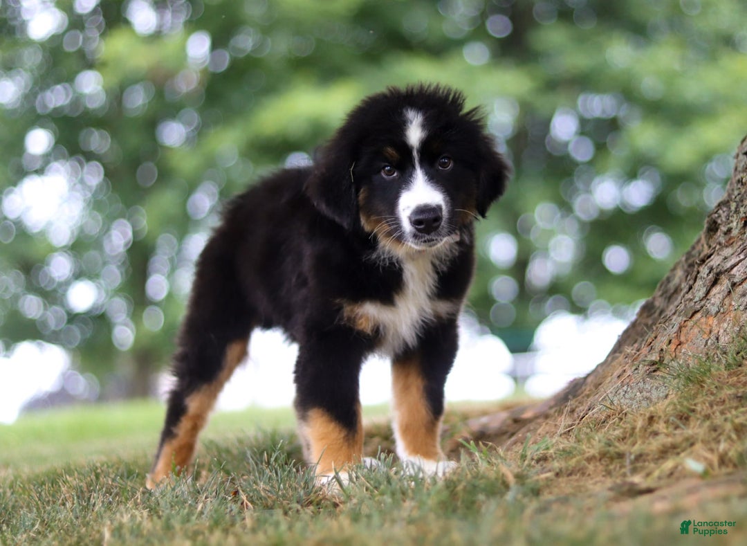 Australian Shepherd dogs for sale: Baja - Image 3