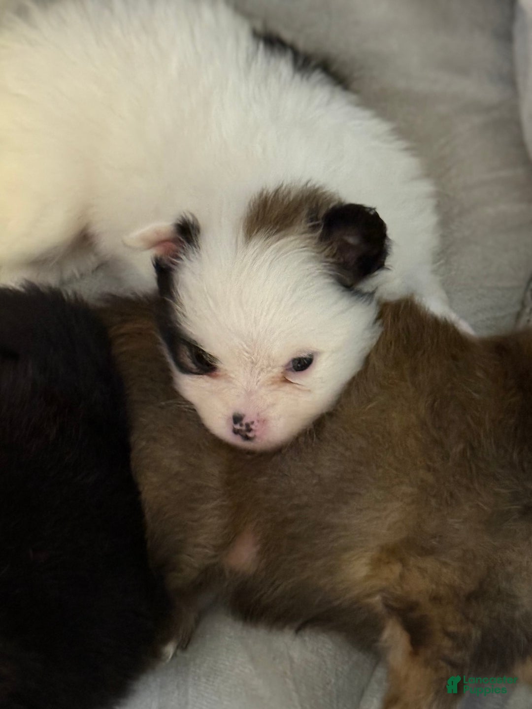 Pomeranian dogs for sale: Moo - Image 5