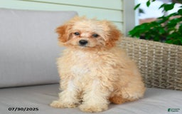 Bichpoo dogs for sale: Jasper - Image 2