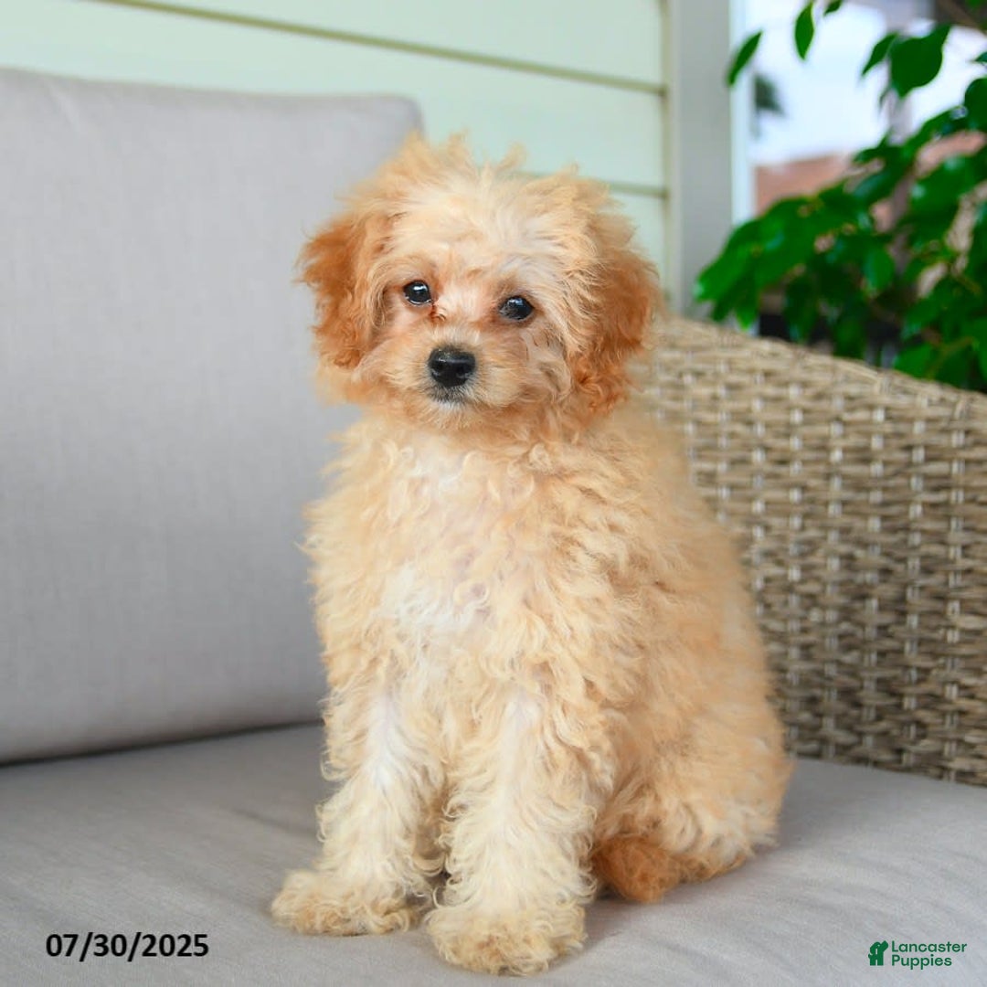 Bichpoo dogs for sale: Jasper - Image 2