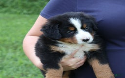 Bernese Mountain Dog dogs for sale: Sweetheart - Image 12