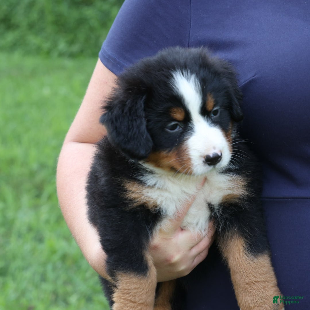 Bernese Mountain Dog dogs for sale: Sweetheart - Image 12