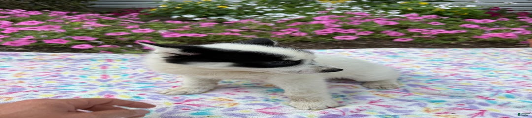 Spottie