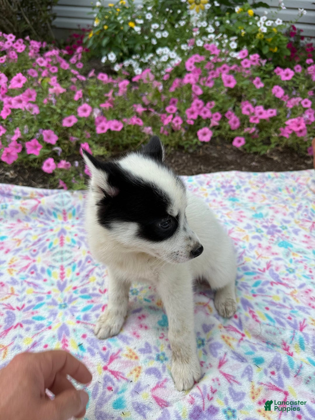 Pomsky dogs for sale: Spottie - Image 2