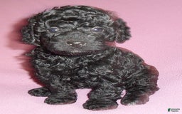 Yorkiepoo dogs for sale: Pepper - Image 5