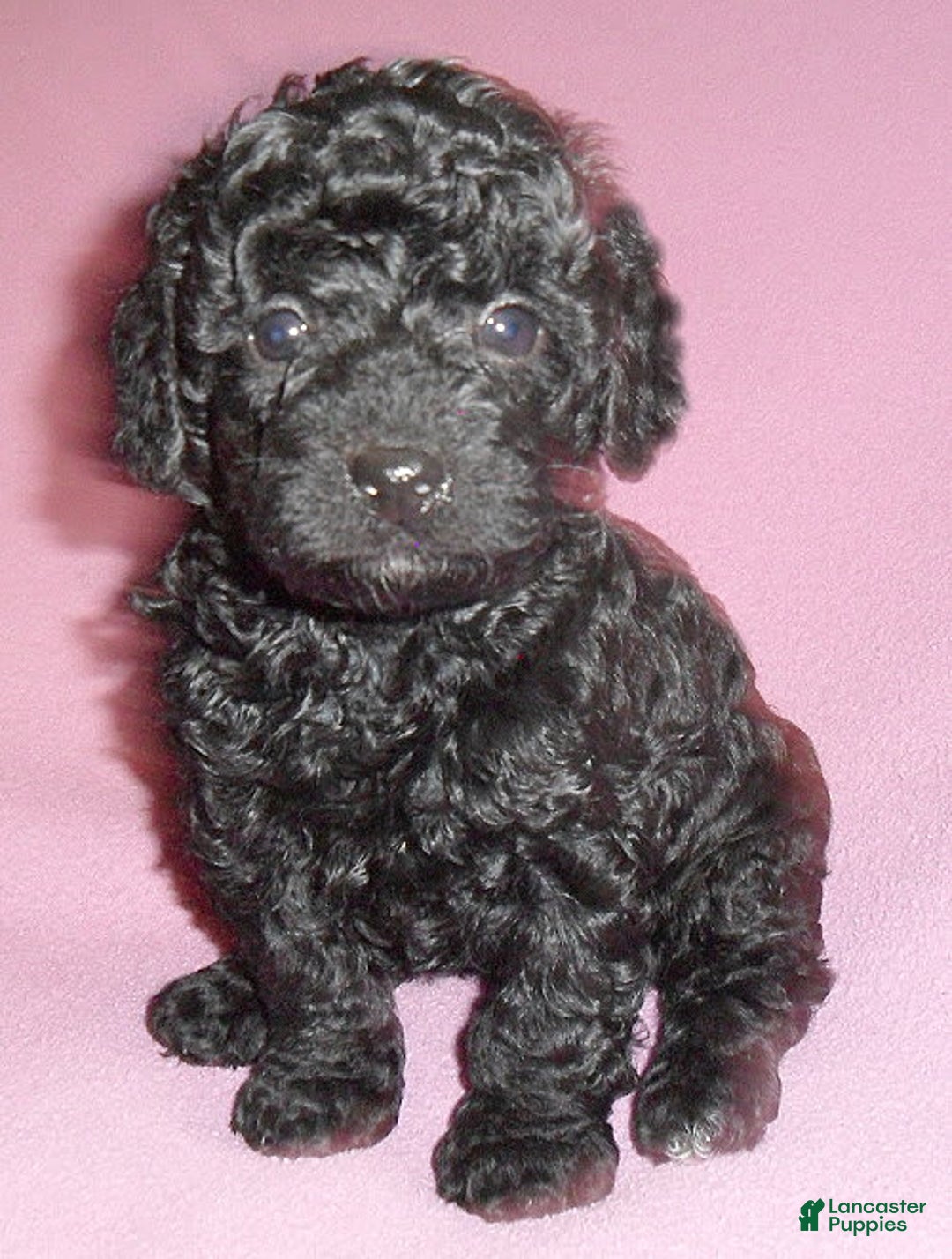 Yorkiepoo dogs for sale: Pepper - Image 5