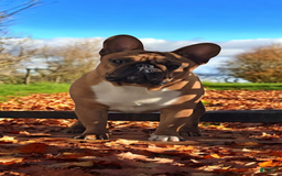 French Bulldog dogs for sale: Raider - Image 4