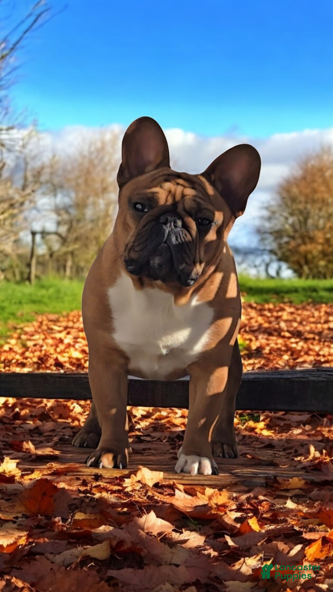 French Bulldog dogs for sale: Raider - Image 4