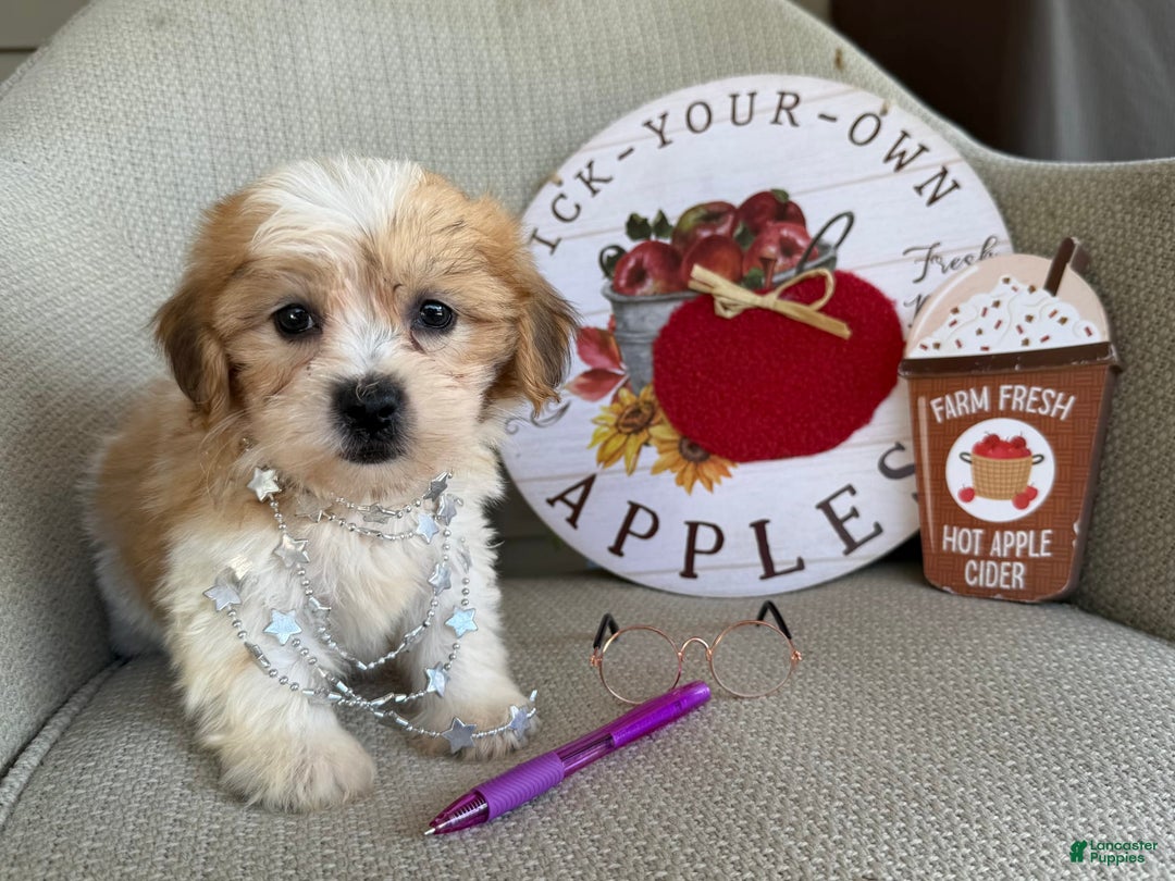 Teddy Bear dogs for sale: Felicity - Image 4