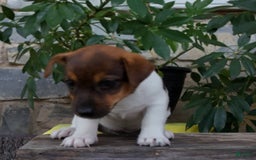 Jack Russell Terrier dogs for sale: Kaylee - Image 1
