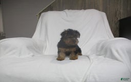 Yorkshire Terrier dogs for sale: Buddy - Image 22