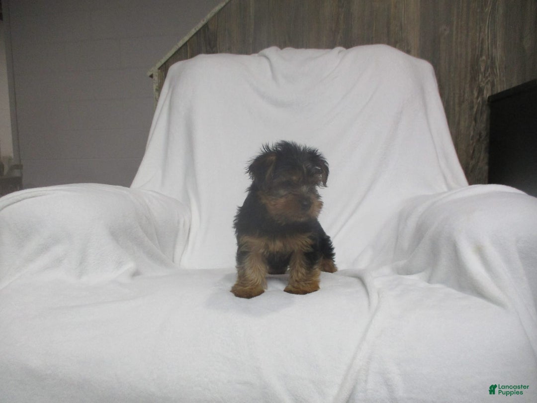 Yorkshire Terrier dogs for sale: Buddy - Image 22
