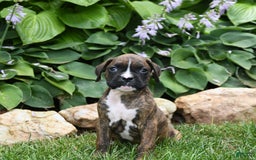 Boxer dogs for sale: Diego - Image 3