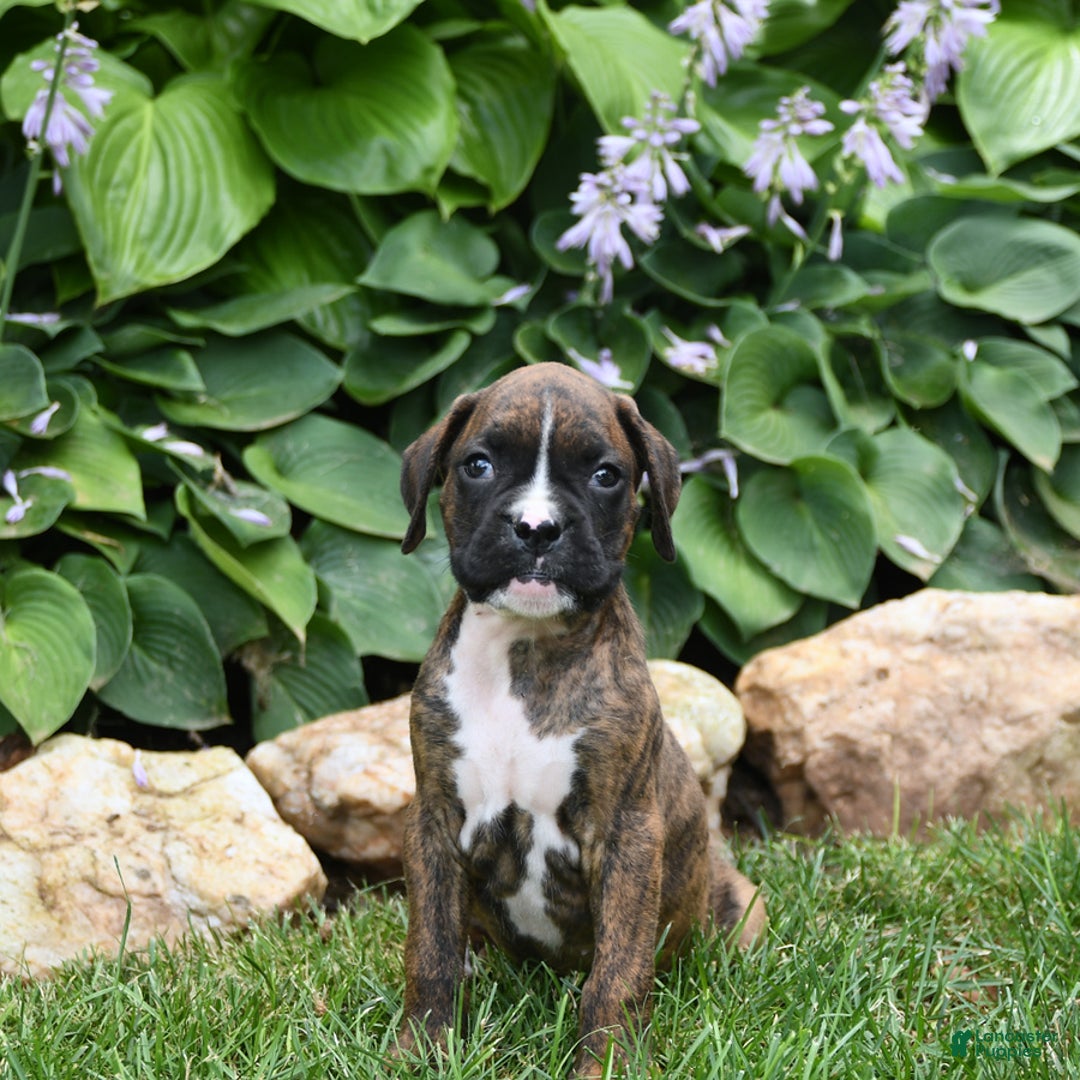 Boxer dogs for sale: Diego - Image 3