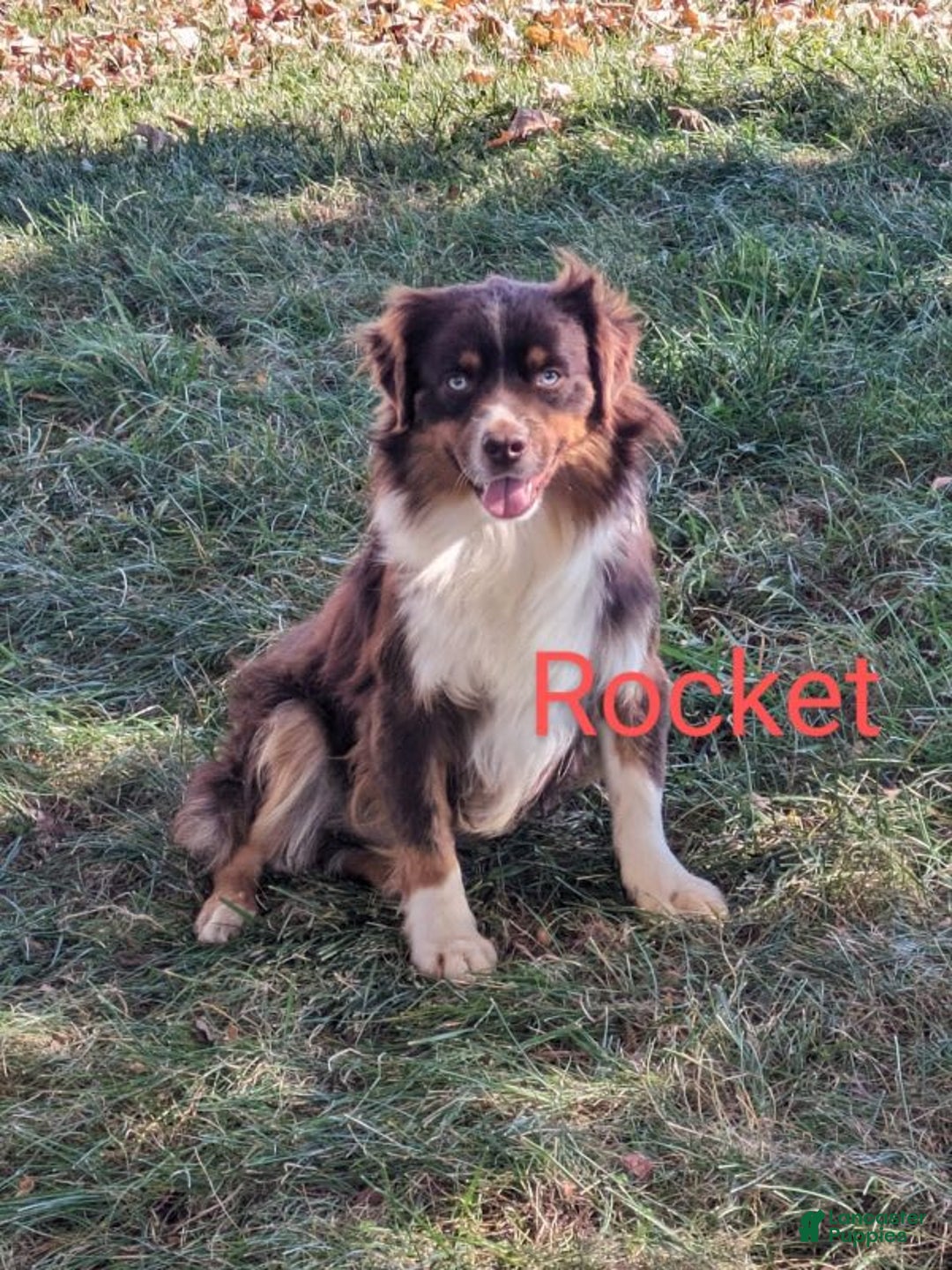 Miniature Australian Shepherd dogs for sale: Tasha - Image 12