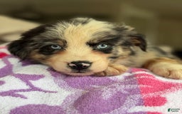 Australian Shepherd dogs for sale: Gwen - Image 3