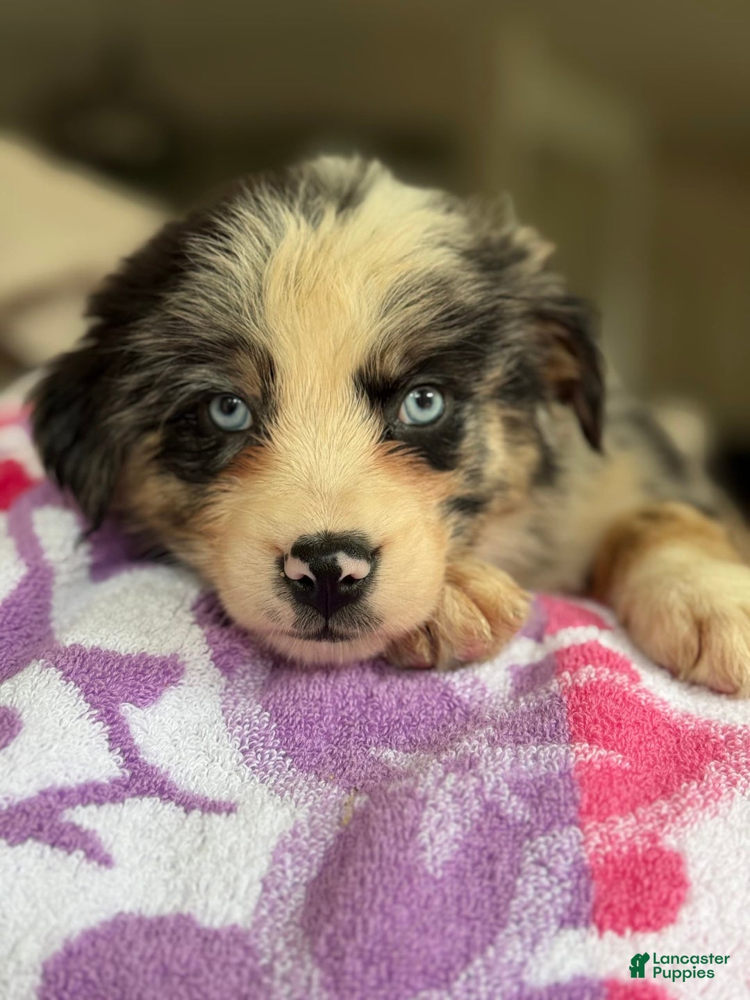 Australian Shepherd dogs for sale: Gwen - Image 3