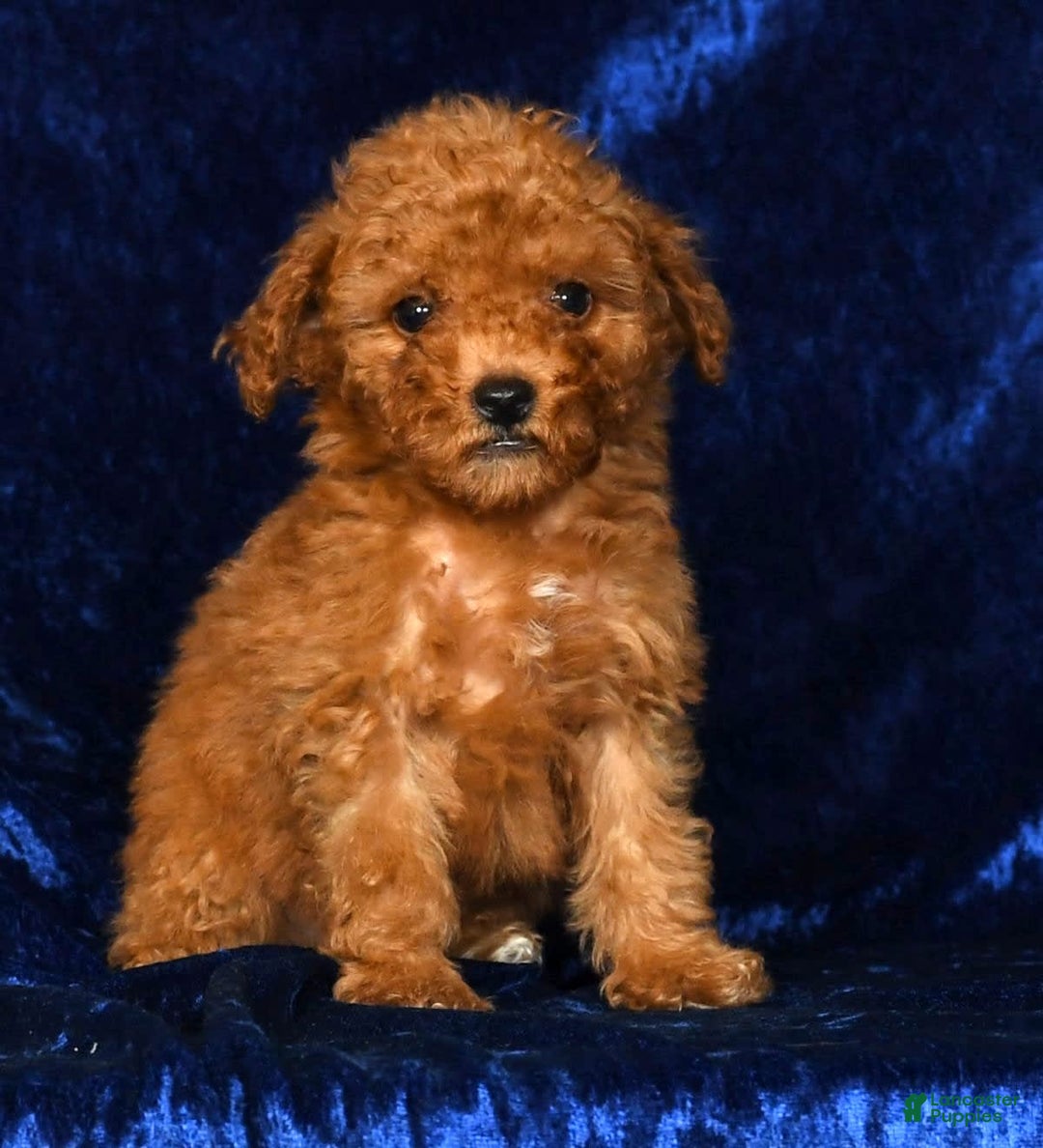 Mini Goldendoodle dogs for sale: Dixie - Image 7