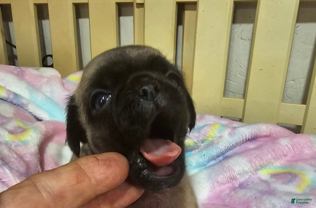 Pug dogs for sale: Shilo - Image 2
