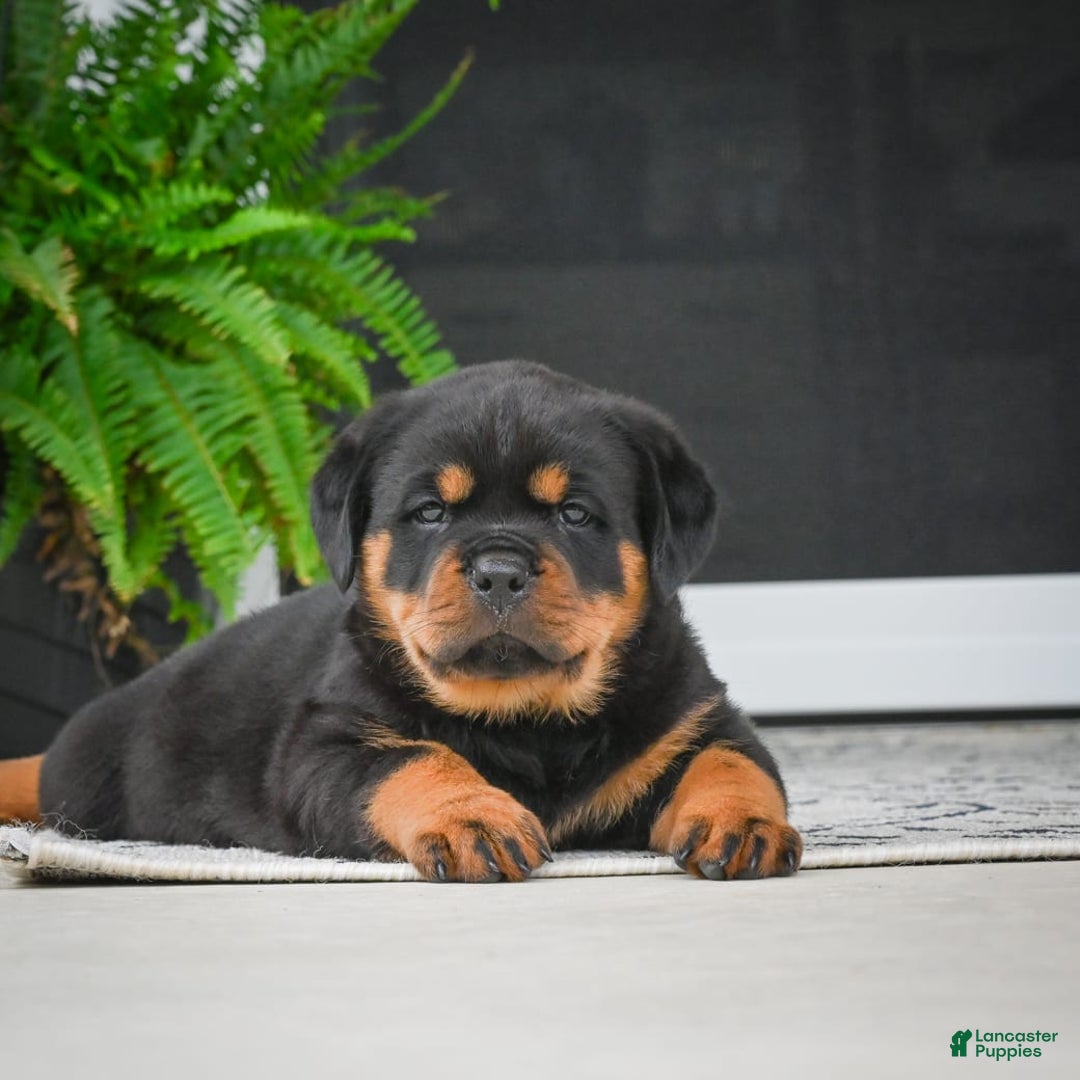 Rottweiler dogs for sale: Clair Bear - Image 23