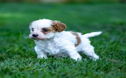Cavapoo dogs for sale: Daisy - Image 4