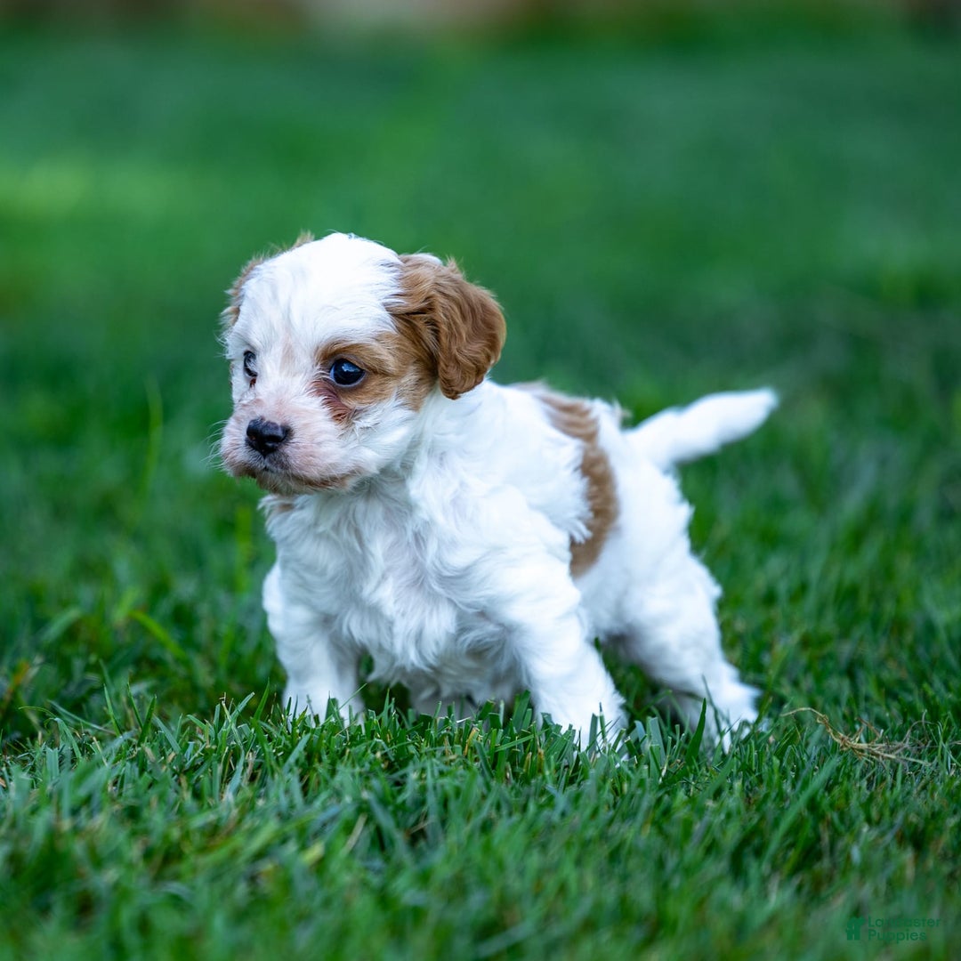 Cavapoo dogs for sale: Daisy - Image 4