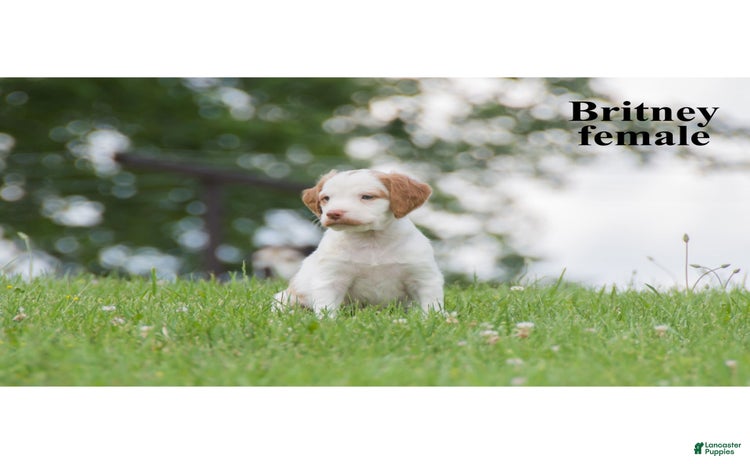 Brittany Spaniel dogs for sale - Ad 5
