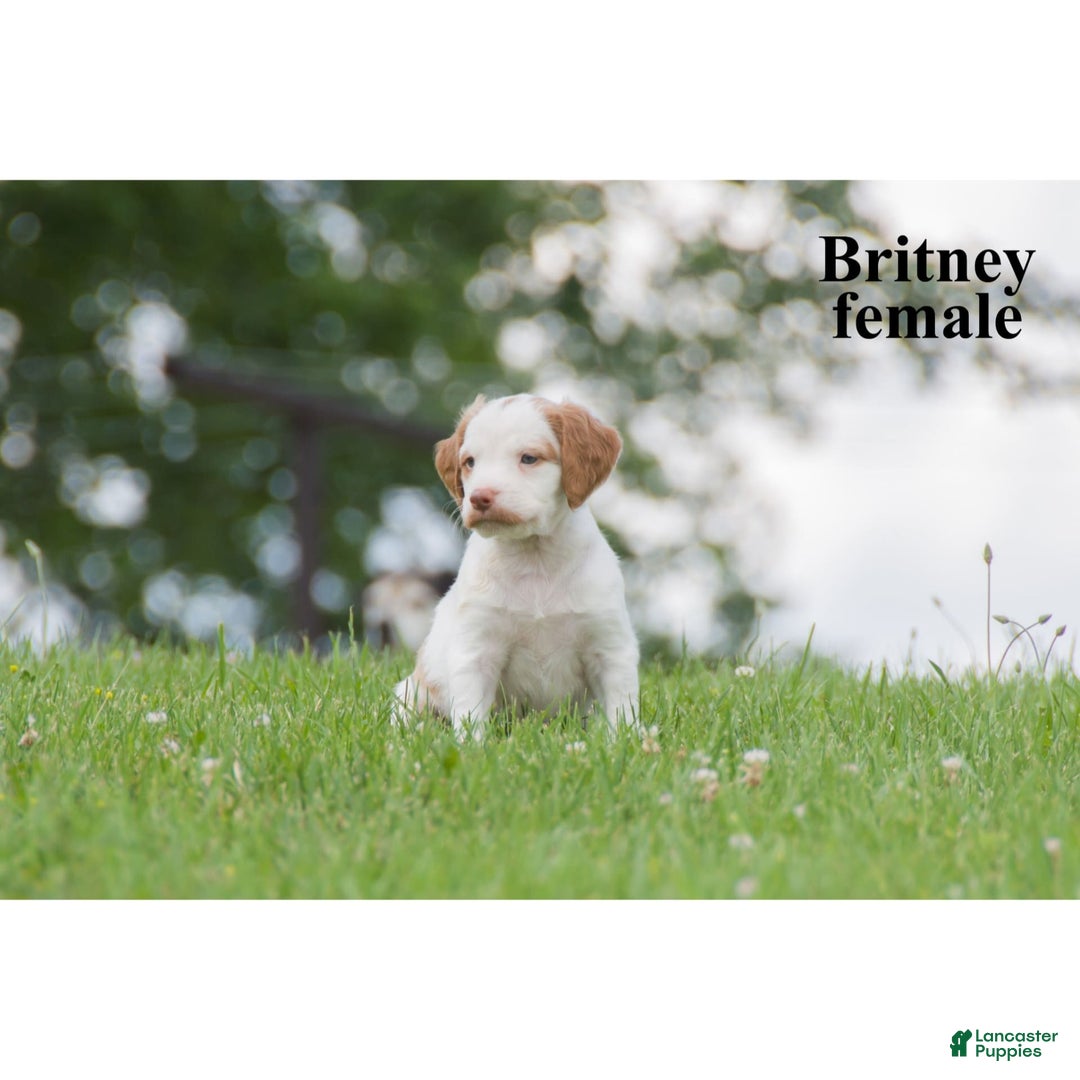 Brittany Spaniel dogs for sale: Brittany - Image 1