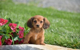 Miniature Dachshund dogs for sale: Diana - Image 4