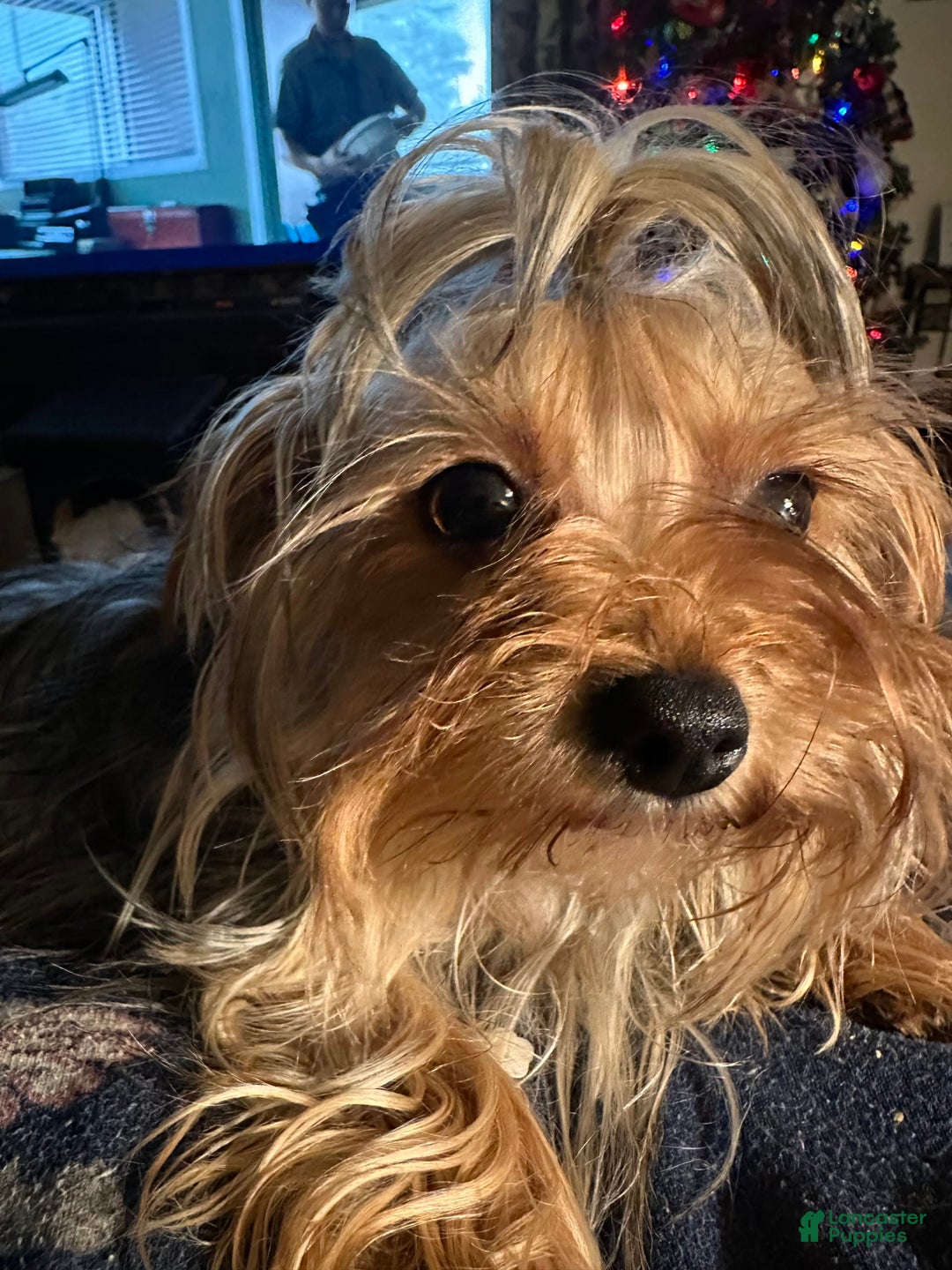 Yorkshire Terrier dogs for sale: Daisy - Image 7