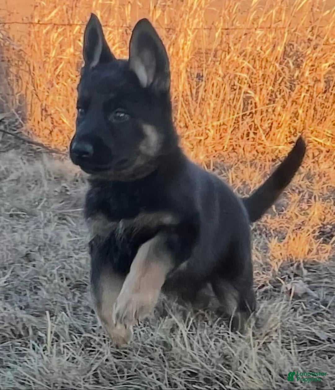 German Shepherd dogs for sale: New Litter Coming I Enclosed Pictures Of Puppies From Our First Litter - Image 3