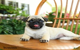 Pug dogs for sale: Bouncer - Image 3