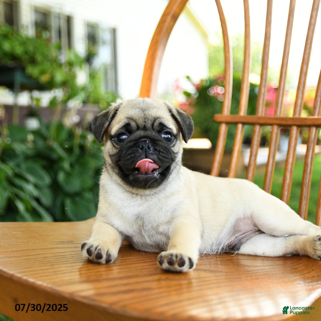 Pug dogs for sale: Bouncer - Image 3