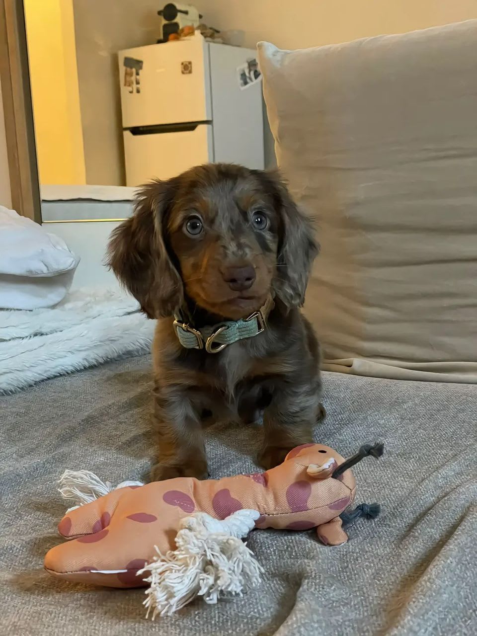 Maya