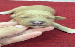 Cockapoo dogs for sale: Kurt - Image 14